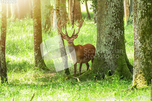 Image of deer in the bright forest