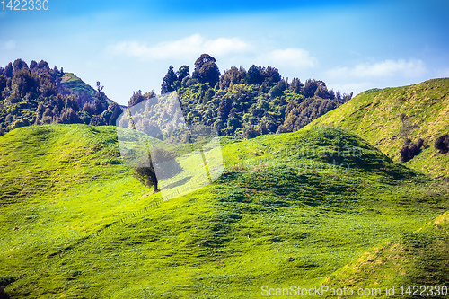 Image of tree on a green hill in New Zealand