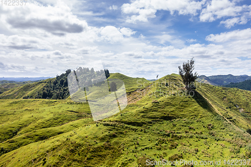 Image of typical rural landscape in New Zealand