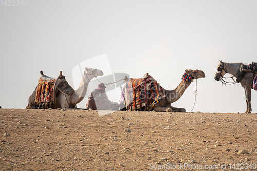 Image of camel ride in the desert Cairo Egypt