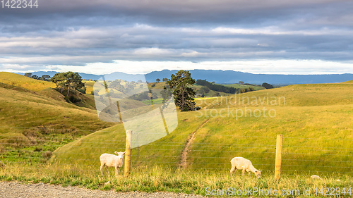 Image of sunset landscape New Zealand north island