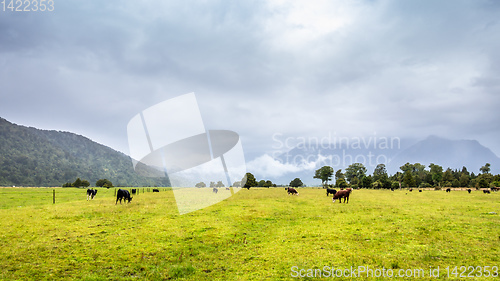 Image of lush landscape with cows