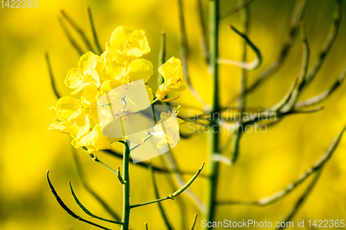 Image of rape field spring background