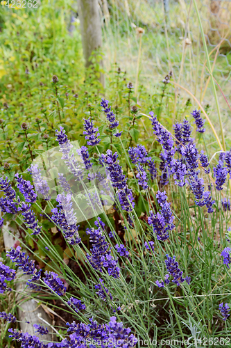 Image of Fragrant purple lavender in a flower bed