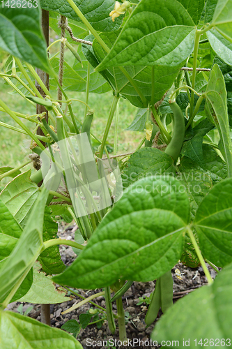 Image of Yin yang beans - a dwarf French bean variety 