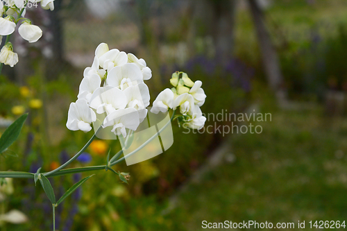 Image of Pretty white everlasting pea flowers