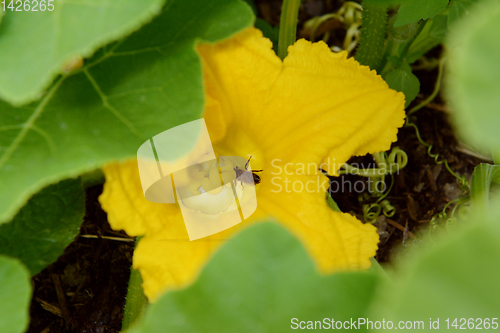 Image of Hoverfly takes nectar from a female flower of a gourd plant