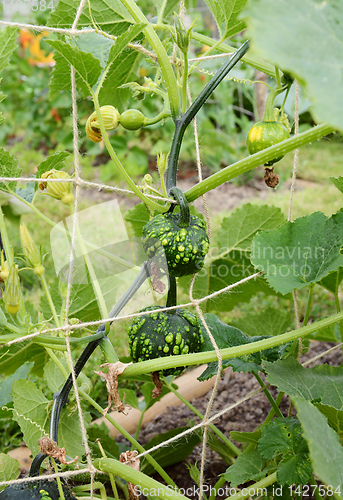 Image of Dark green warted ornamental gourds growing on spiky vines