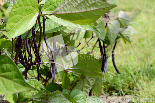 Image of Dark purple French bean pod among lush green leaves 