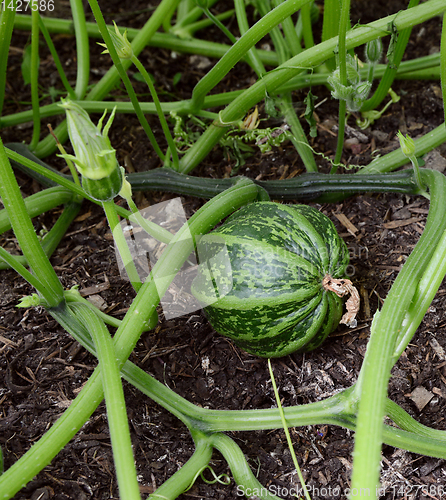 Image of Dark green striped ornamental gourds among spiky vines