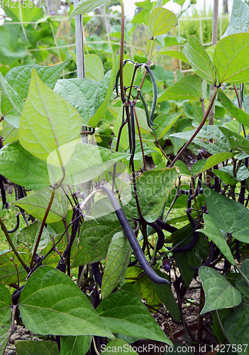 Image of Dwarf French beans with dark purple pods in an allotment