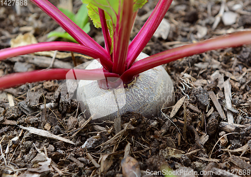 Image of Close-up of a beetroot growing in compost