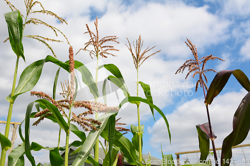 Image of Pollen on a sweetcorn tassel with taller maize plants beyond