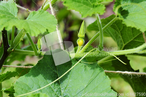 Image of Small female flower of a multicoloured ornamental gourd