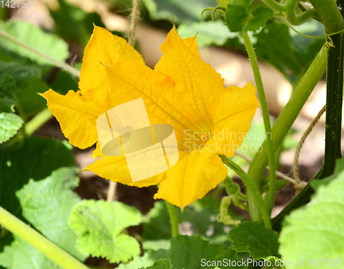 Image of Bright yellow flowers of a cucurbit plant