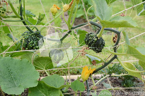 Image of Warted dark green ornamental gourds growing on spiky vines