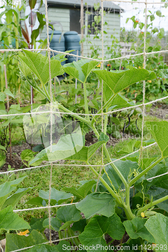 Image of Jack-be-little pumpkin vine climbs trellis in allotment