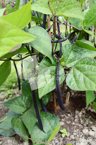 Image of Dark purple French beans growing on dwarf plants