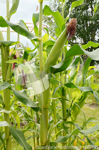 Image of Fat sweetcorn cobs with dark pollinated silks