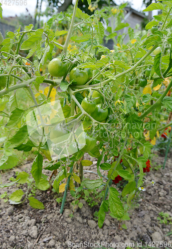 Image of Red alert tomatoes growing on a tomato plant