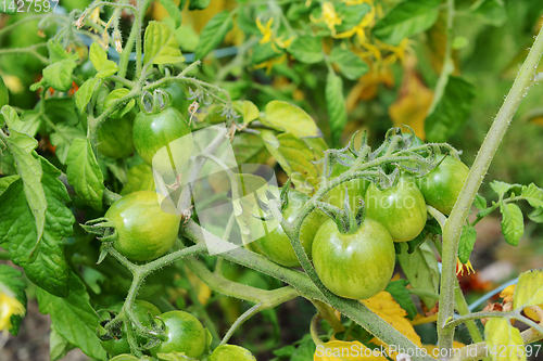 Image of Green tomatoes - Red Alert variety - form on the vine