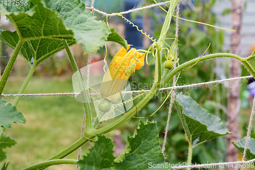 Image of Female ornamental gourd flowers grow on a climbing vine