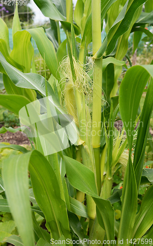 Image of Two corn cobs growing on a Fiesta sweetcorn plant 