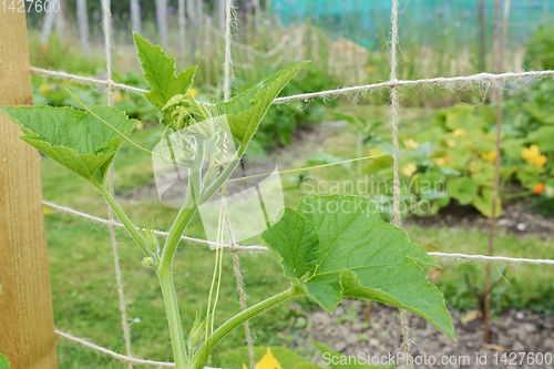 Image of Cucurbit vine climbs a netting trellis in an allotment