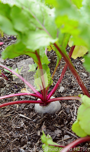 Image of Red beetroot growing in a vegetable garden