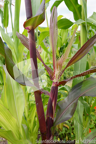Image of Corn cob with a silk grows on a deep red Fiesta sweetcorn plant