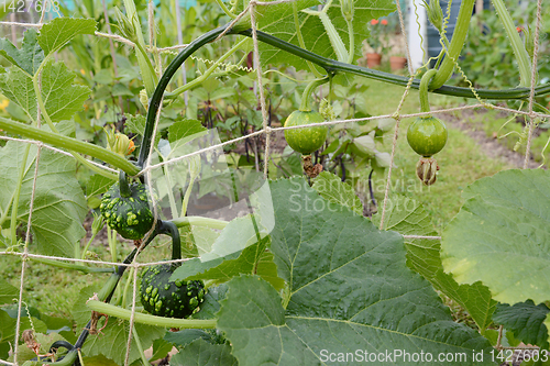 Image of Warted and smooth ornamental gourds on long vines