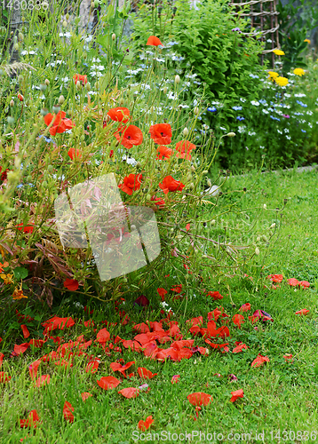 Image of Pretty red poppies in a rural flower garden
