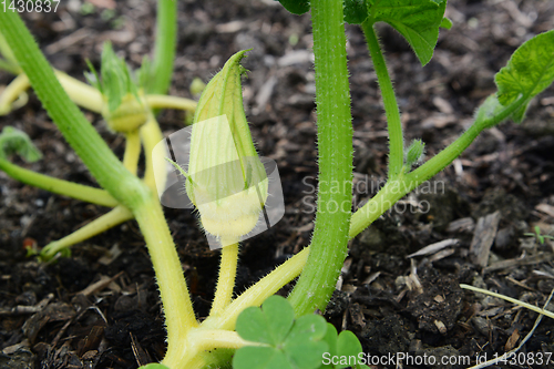 Image of Young Turks Turban gourd female flower
