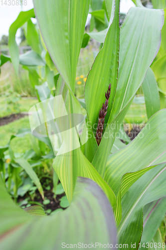 Image of Dark tassel of Fiesta sweetcorn