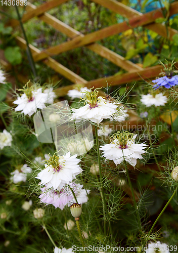 Image of White love in a mist - nigella - flowers 