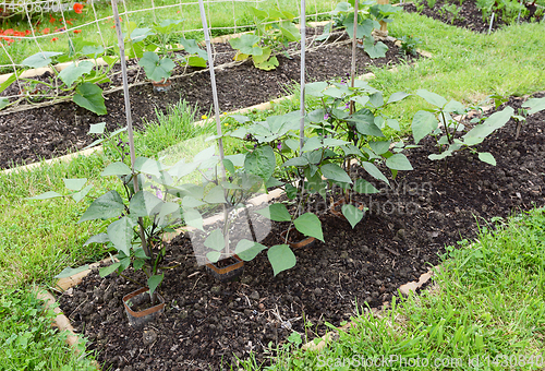 Image of Row of dwarf French bean plants 