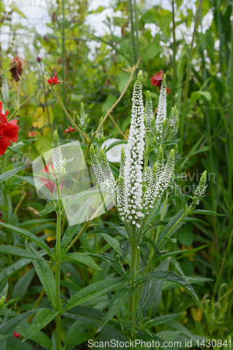 Image of Veronica longifolia - speedwell - flower spike with white flower