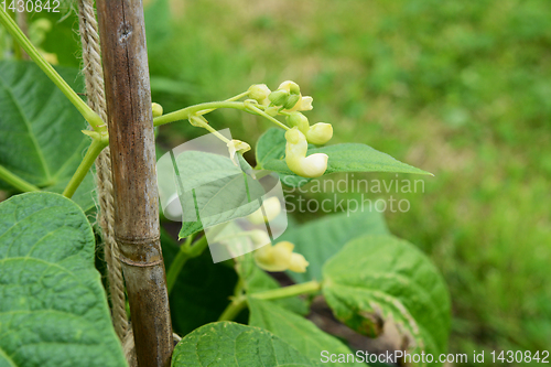 Image of Pod and white flowers on a yin yang bean plant 