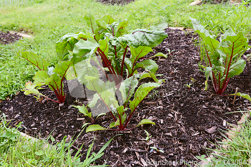 Image of Vegetable bed full of beetroot plants