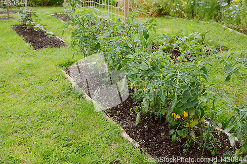 Image of Row of cherry tomato plants growing in an allotment
