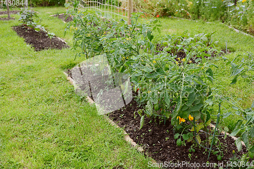 Image of Row of cherry tomato plants growing in an allotment