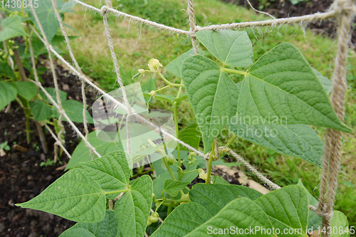 Image of Small yin yang bean pods growing on lush plants