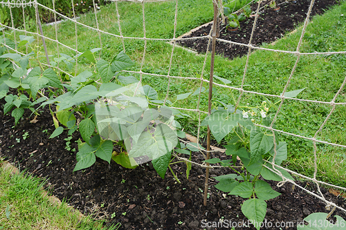 Image of Young calypso bean plants