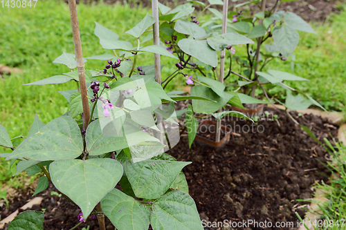 Image of Dwarf French bean plants supported by bamboo canes