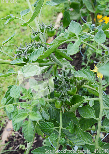 Image of Dark green tomatoes growing on a cherry tomato plant
