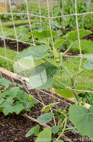 Image of Climbing gourd plant supported on twine netting