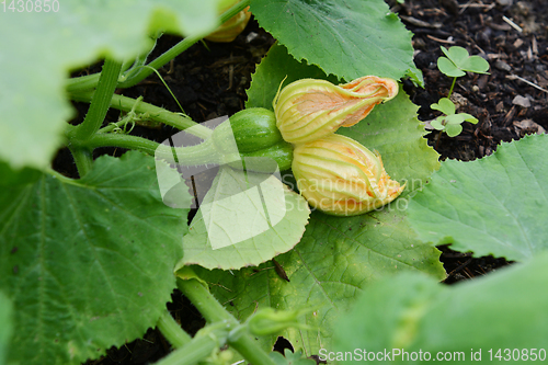 Image of Unusual Siamese ornamental warted gourd 