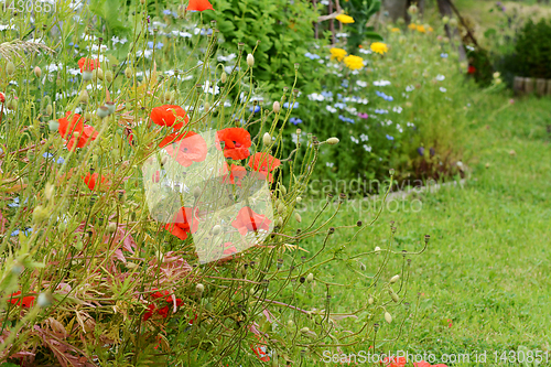 Image of Red field poppies against a background of flowers