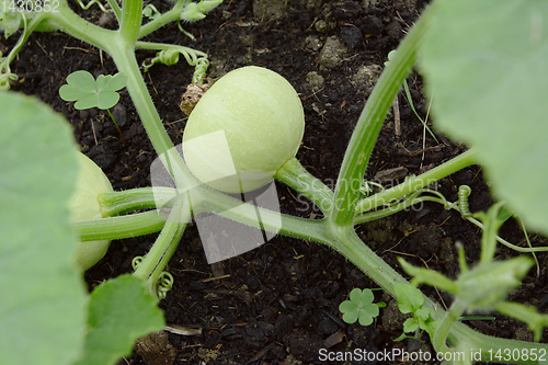 Image of Smooth-skinned, pale green gourd growing on a prickly vine