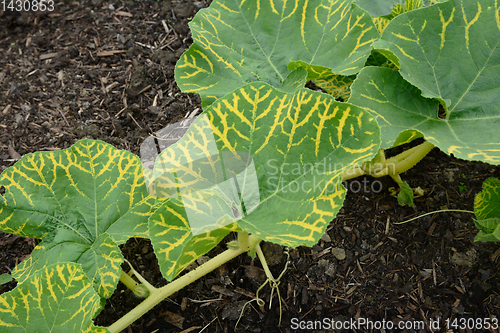 Image of Large green leaves on gourd vine with yellow vein markings